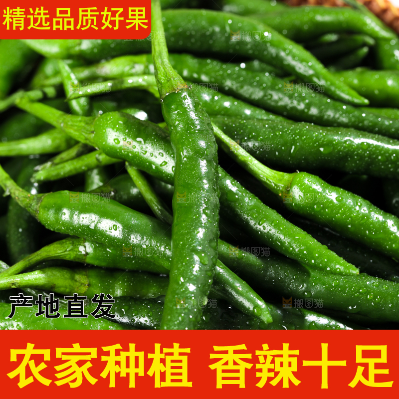 浅底上放着一筐青小米辣