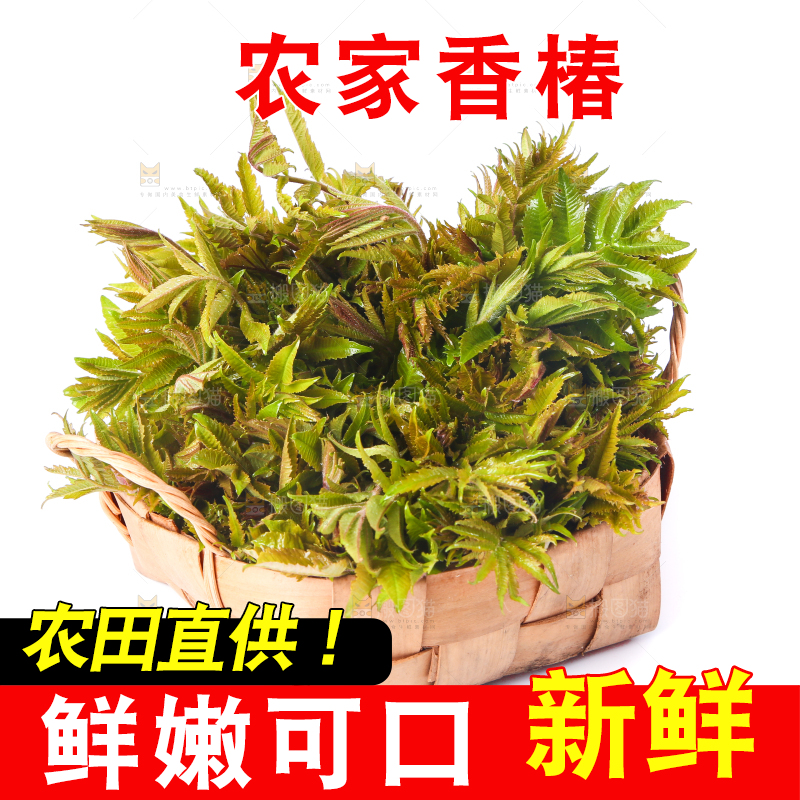 一筐山东香椿放在白底上