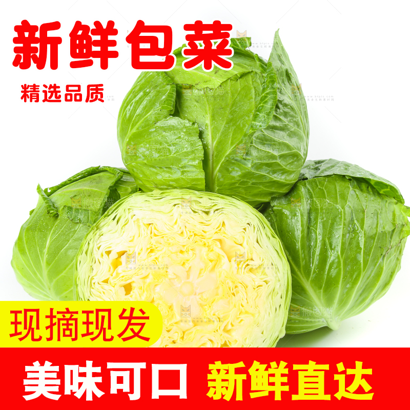 切开的卷心菜放在白底上
