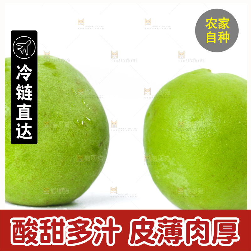 白底上的青梅