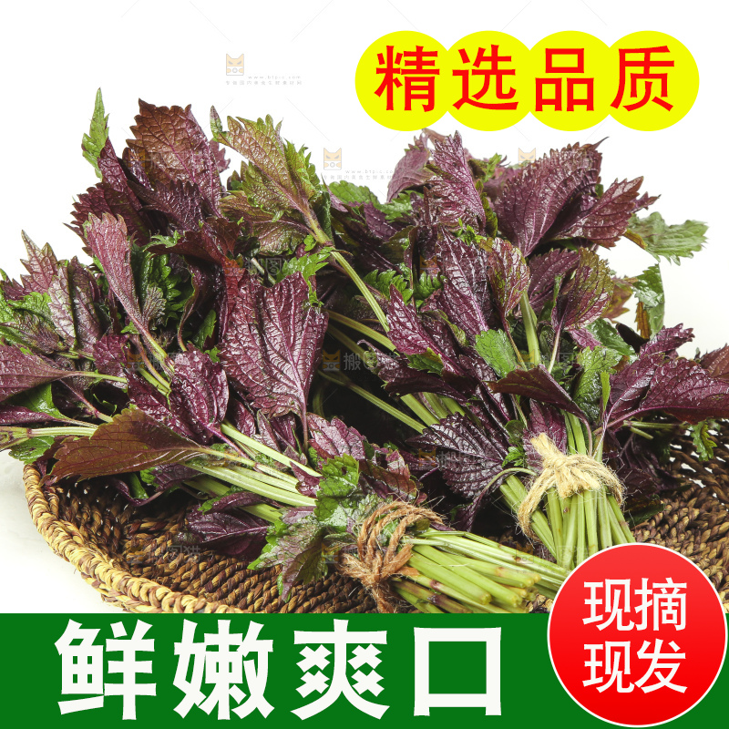 一筐新鲜紫苏叶放在白底上