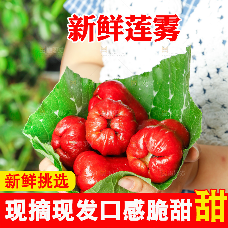 手拿新鲜莲雾