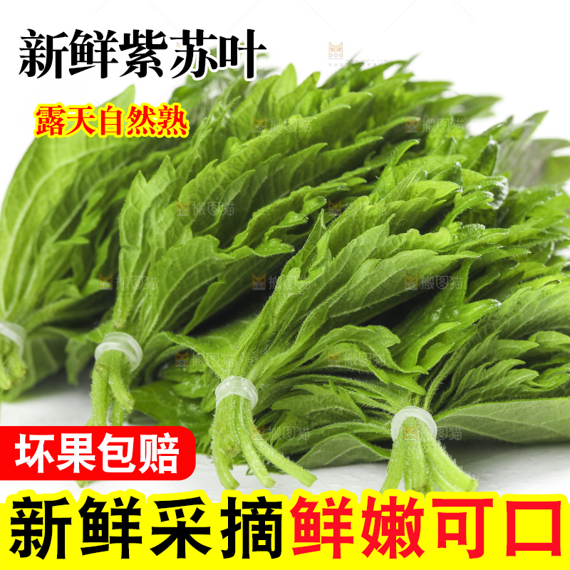白底上的绿紫苏叶