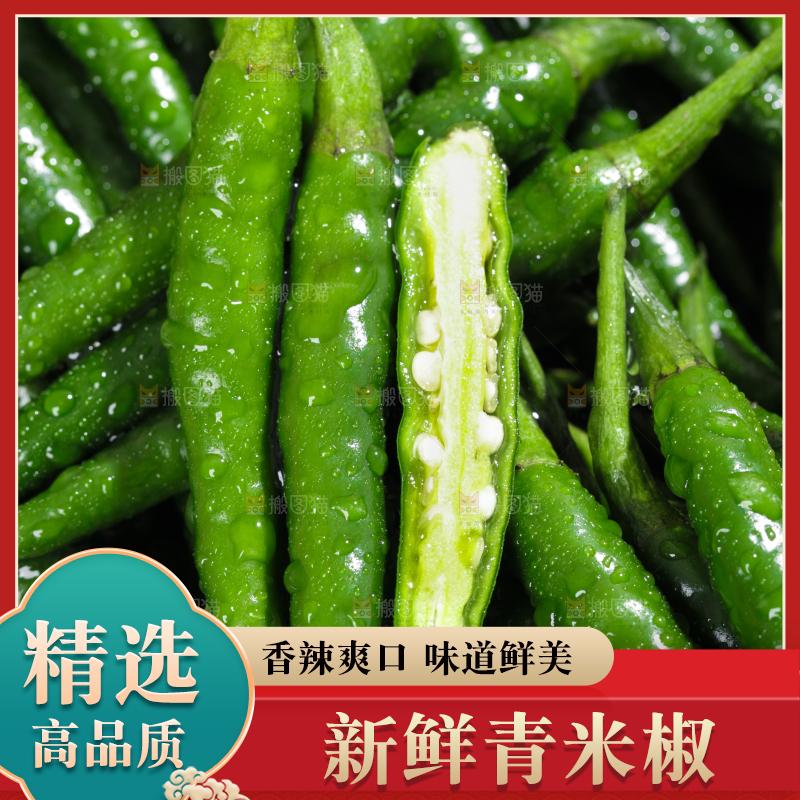 浅底上的朝天辣椒
