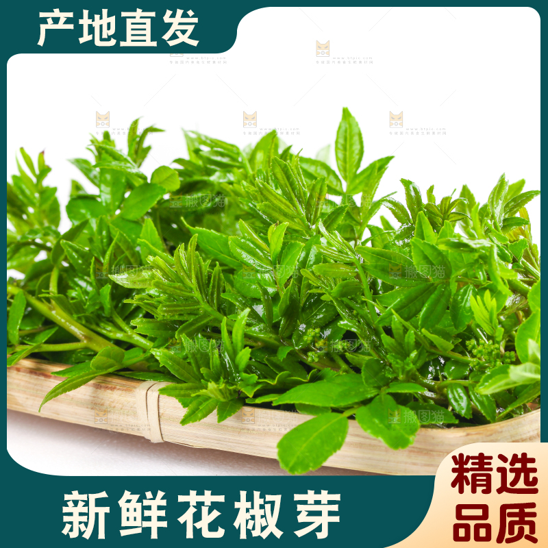 一筐野生花椒芽放在白底上