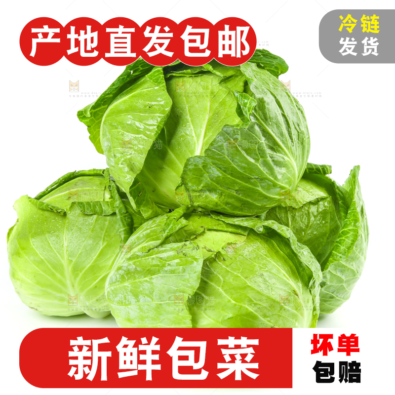 新鲜的卷心菜放在白底上