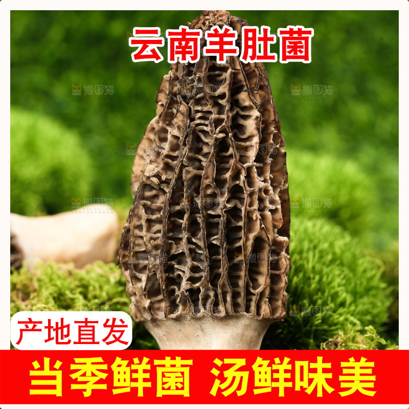 草地上的羊肚菌
