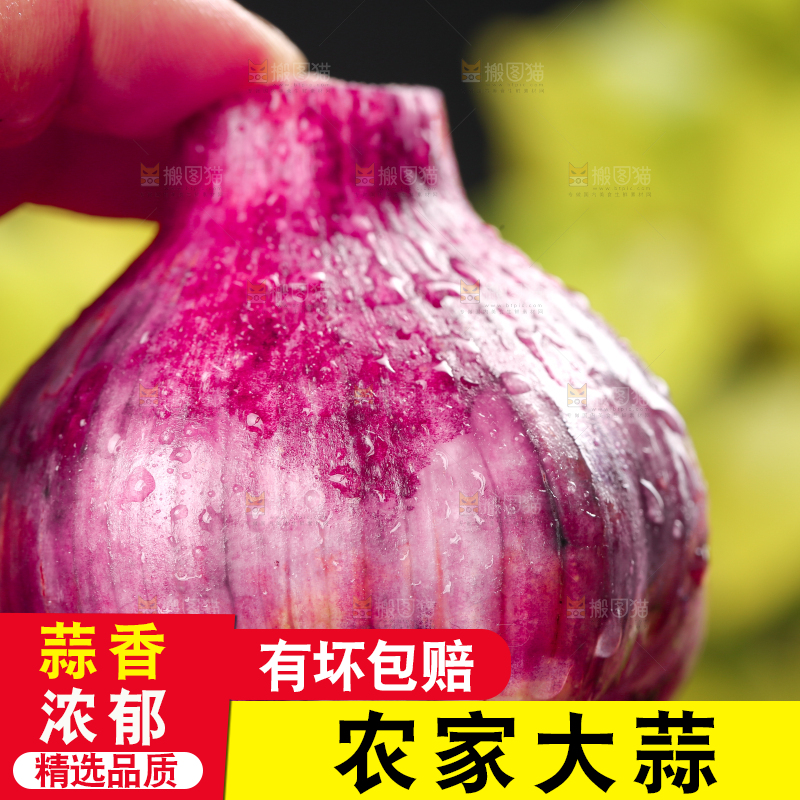 手里拿着紫皮多瓣蒜