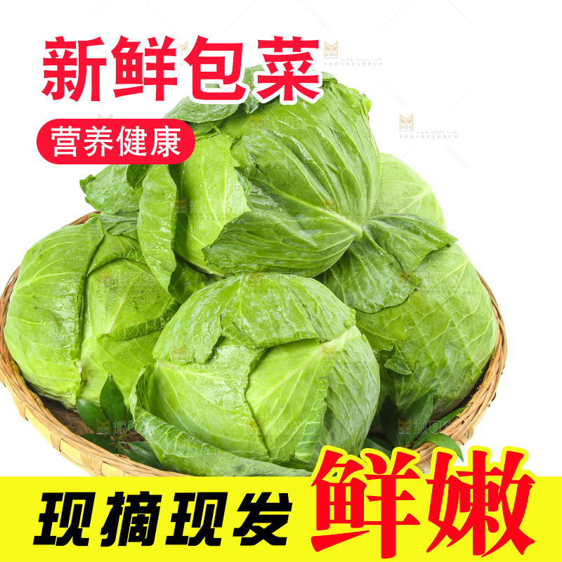 一筐新鲜包心菜放在白底上