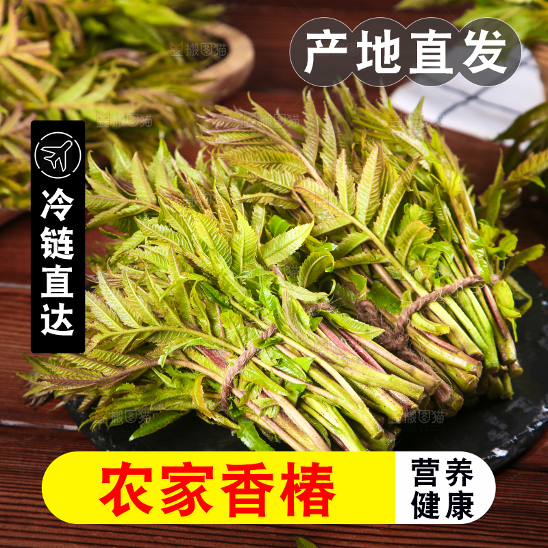 黑石板放着新鲜红香椿