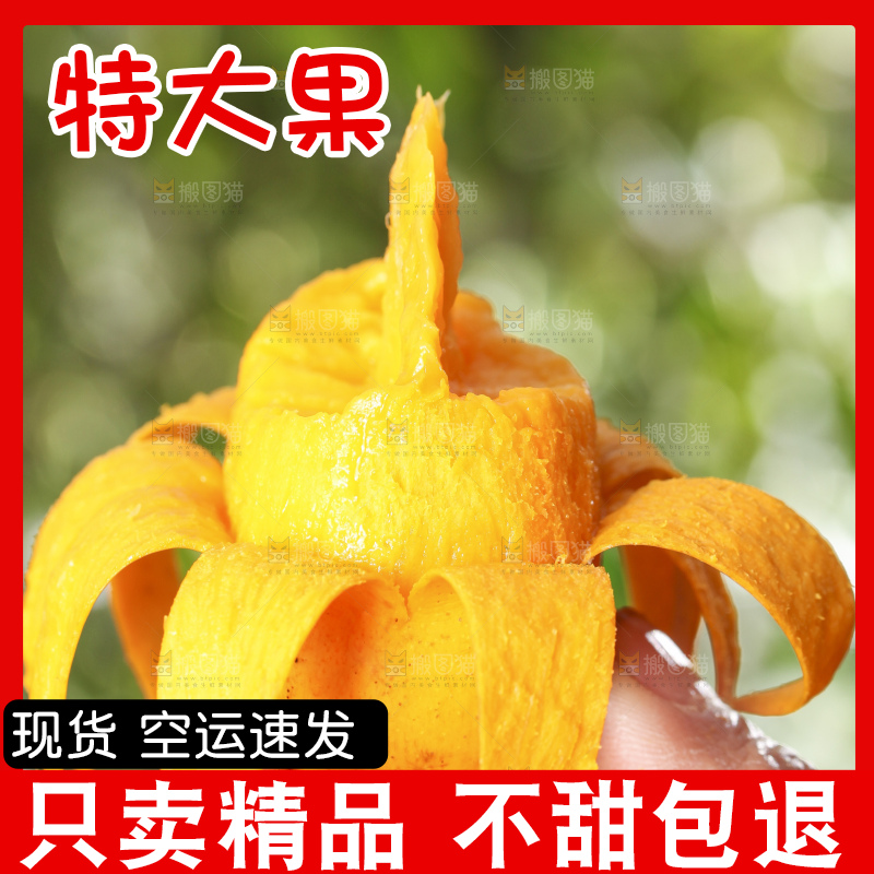 手拿剥皮的台农芒果