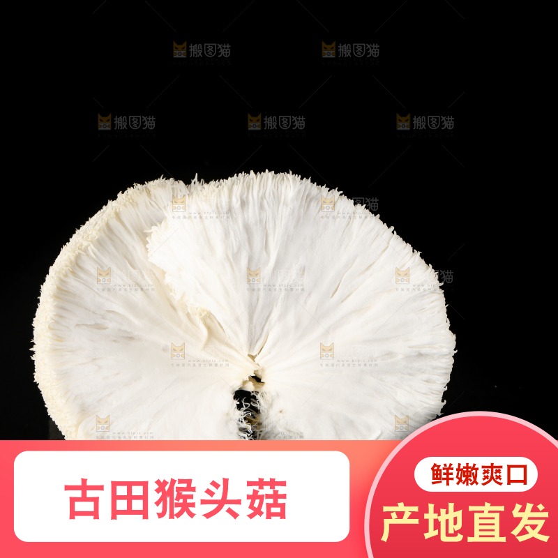 黑石板上的古田猴头菇
