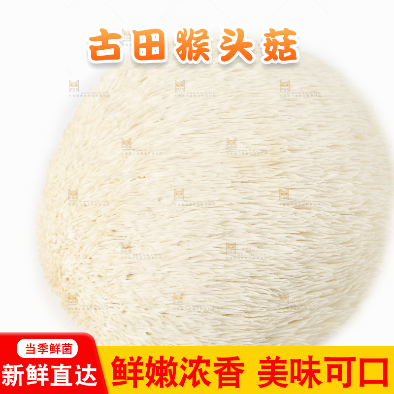 白底上的长白山猴头菇