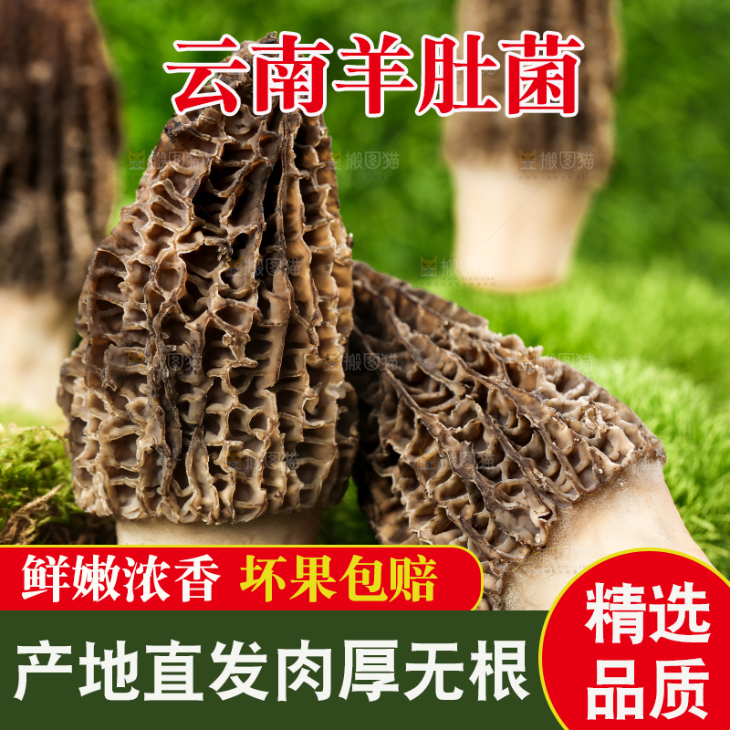 草地上的羊肚菇