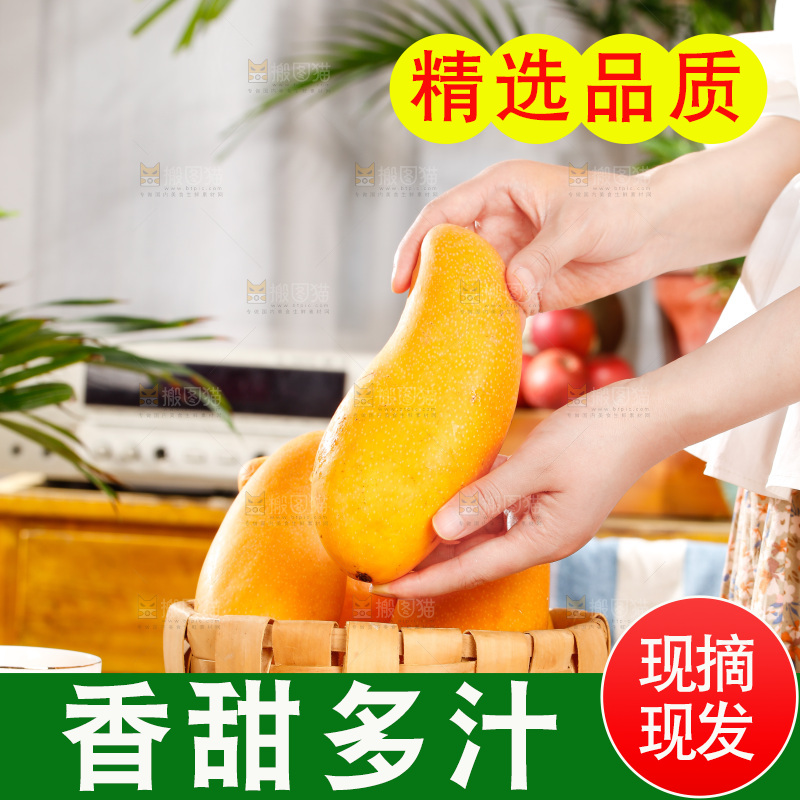 手拿新鲜金煌芒