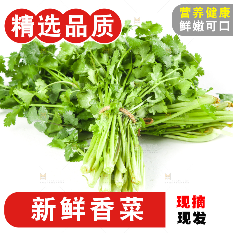 白底上的小叶香菜