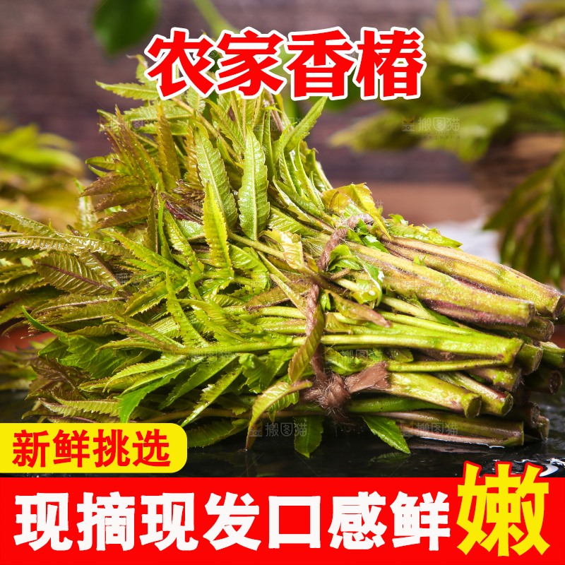 黑石板放着新鲜红香椿