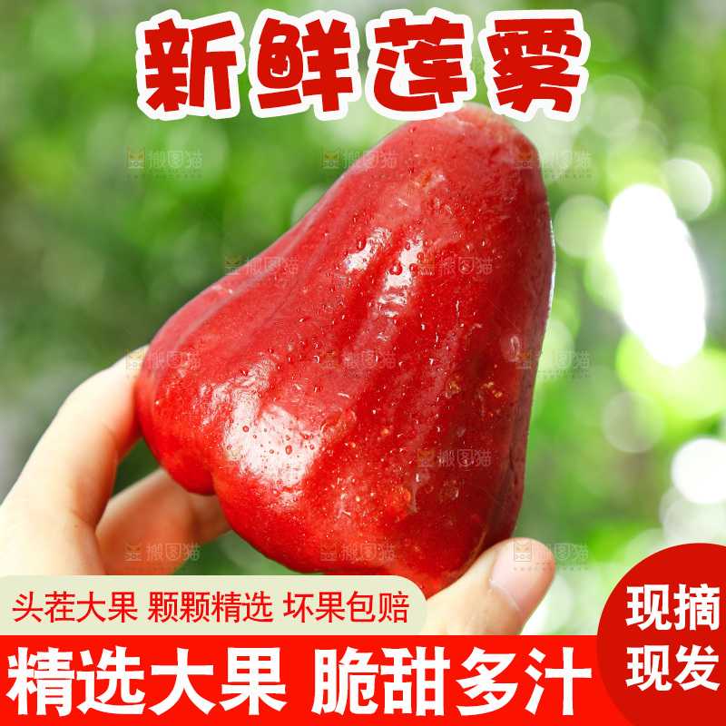 手拿新鲜莲雾