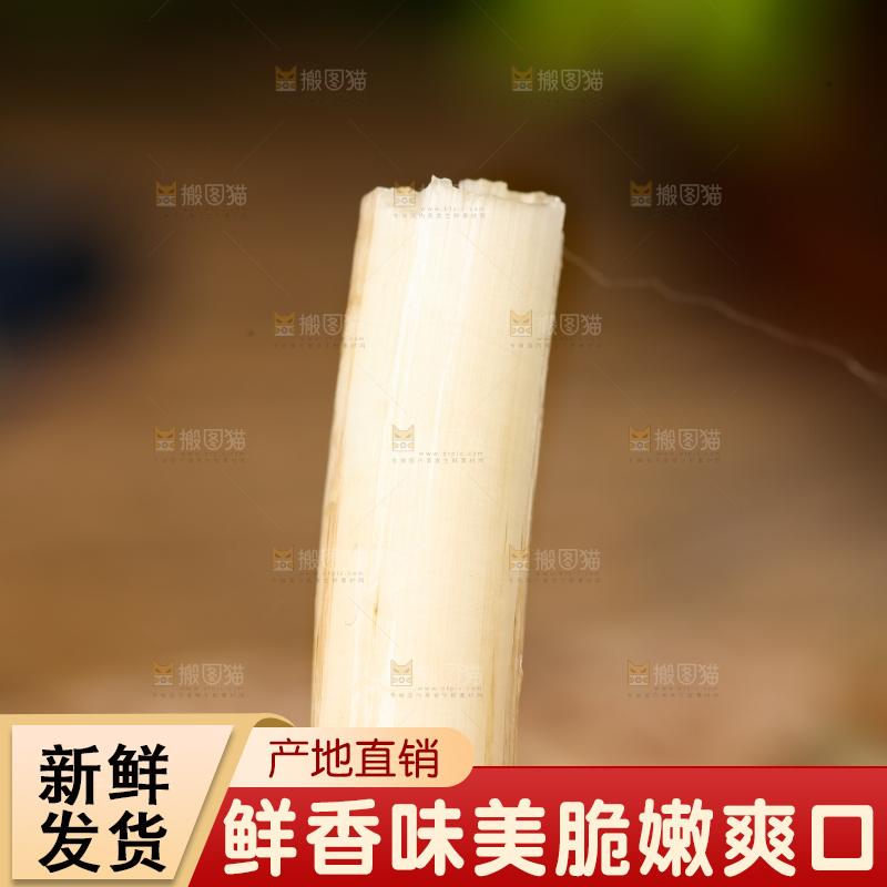 手里拿着藕苗