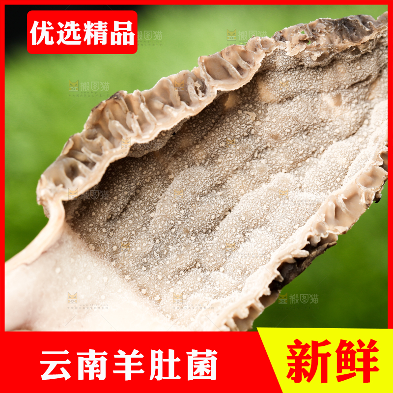 手拿切开的云南羊肚菌