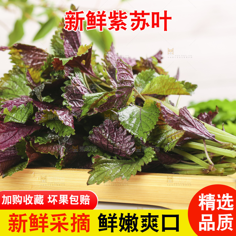 石板上的新鲜苏叶