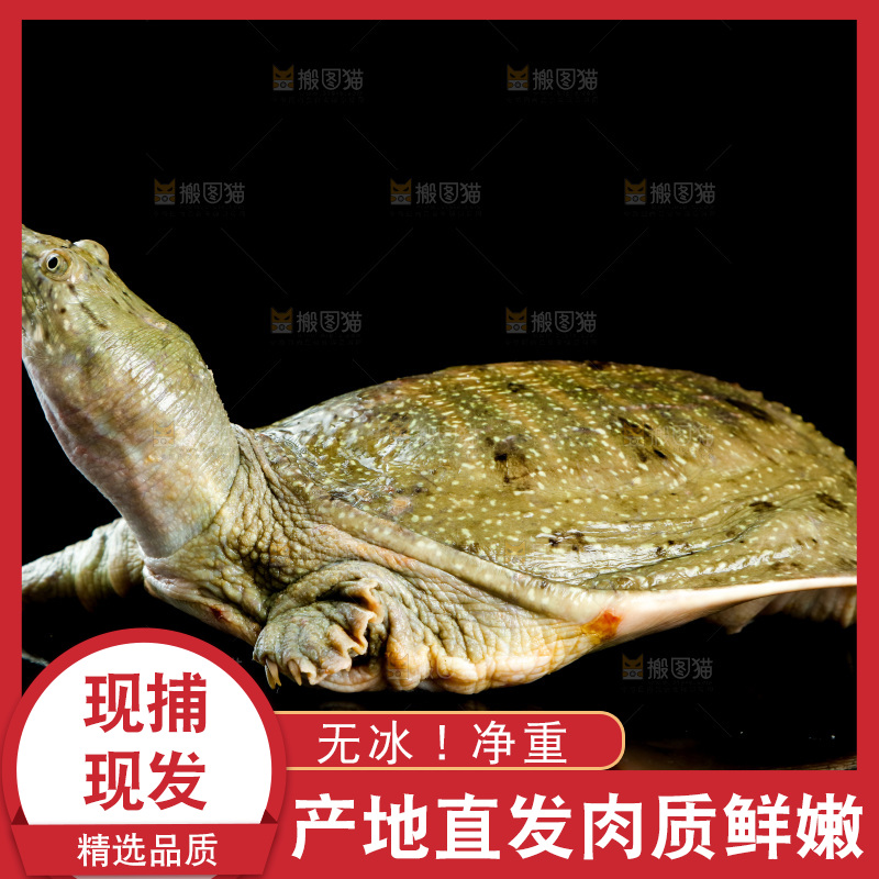 木板上放着大甲鱼