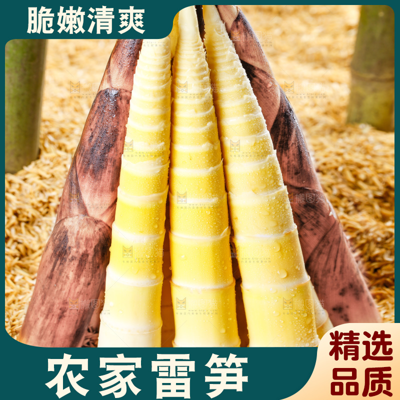 浅底上的春笋