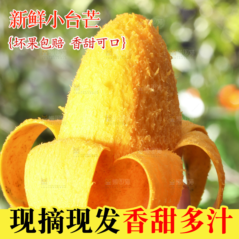 手拿剥皮的小台农芒