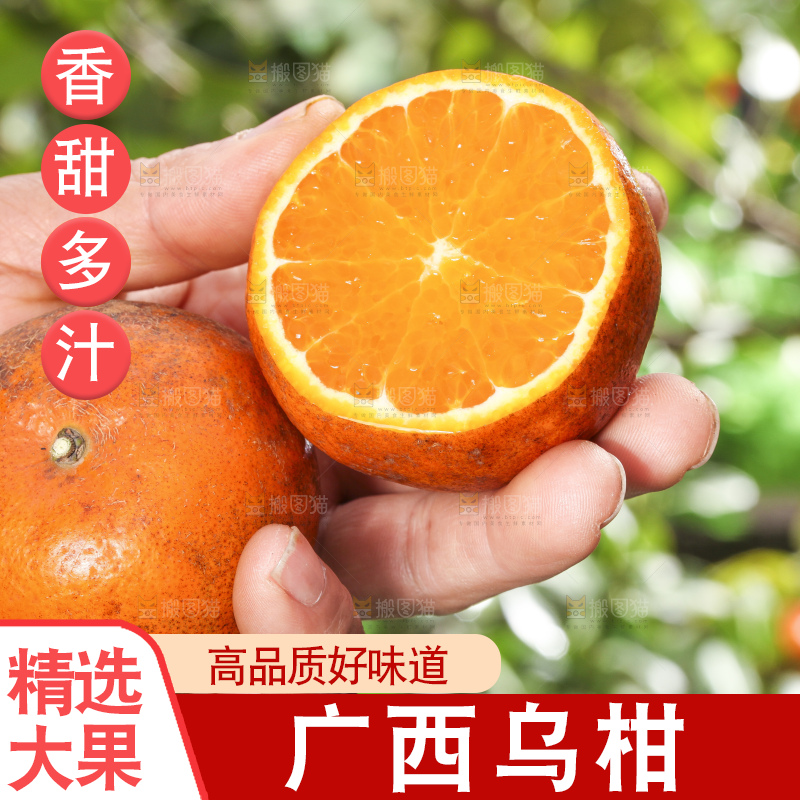 手拿切开的乌柑