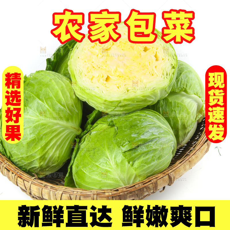 一筐新鲜包心菜放在白底上