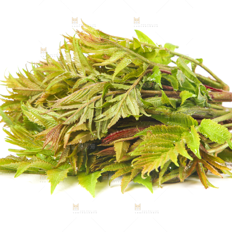 一盘香椿放在白底上