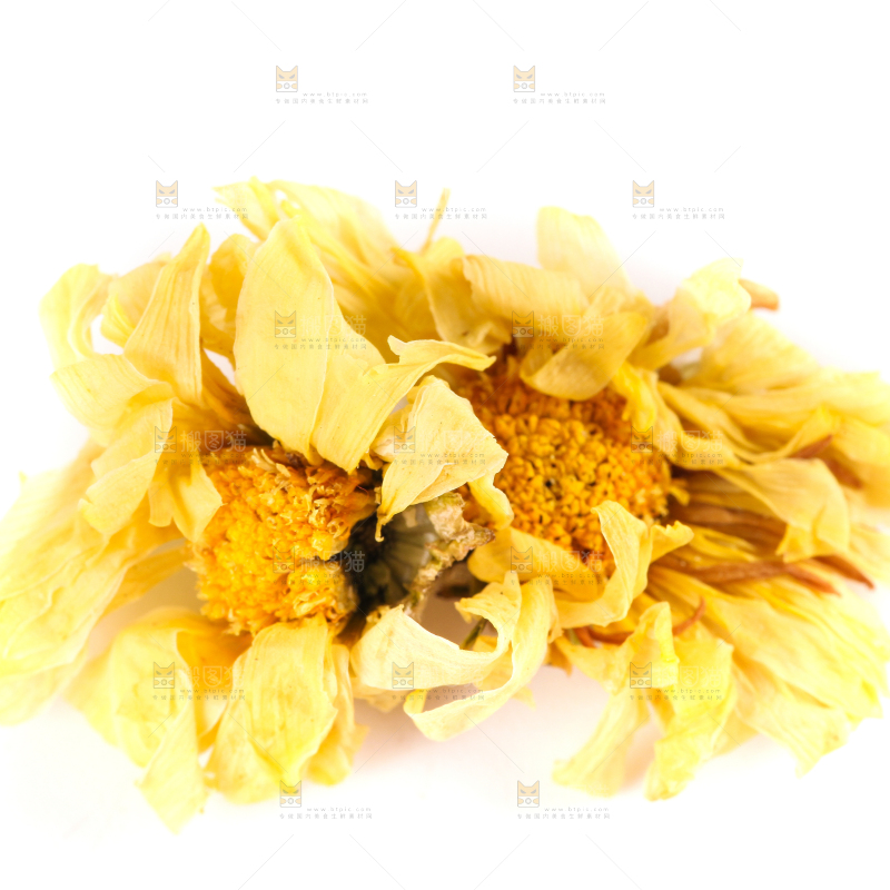 白底上的干菊花