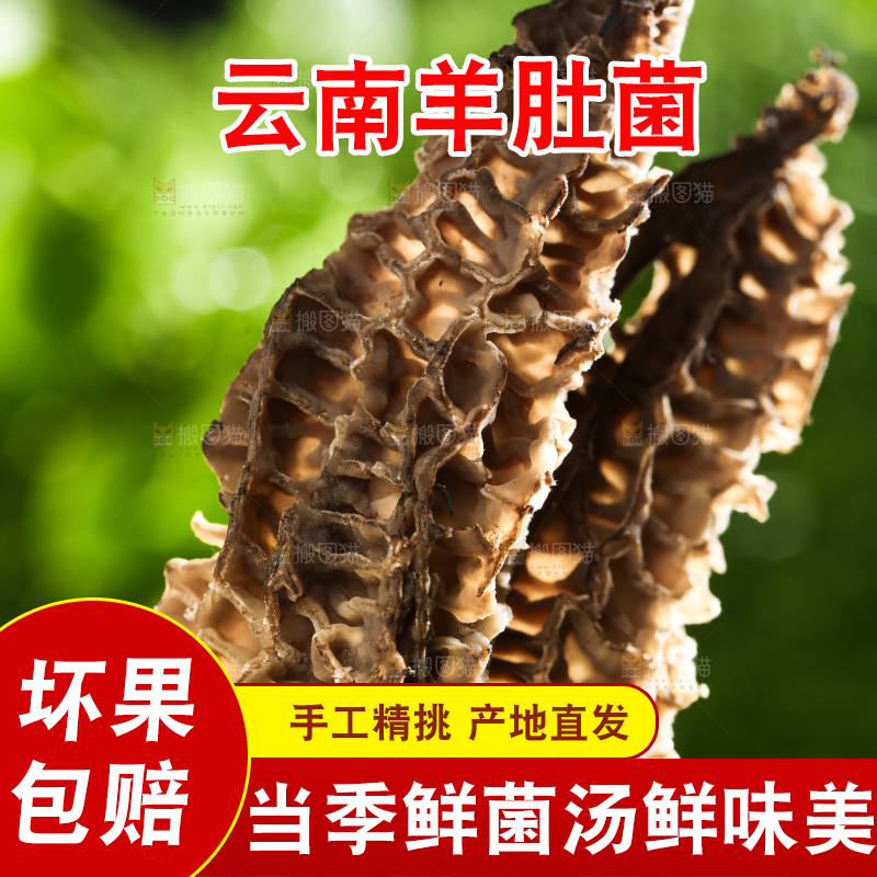 手拿羊肚菌