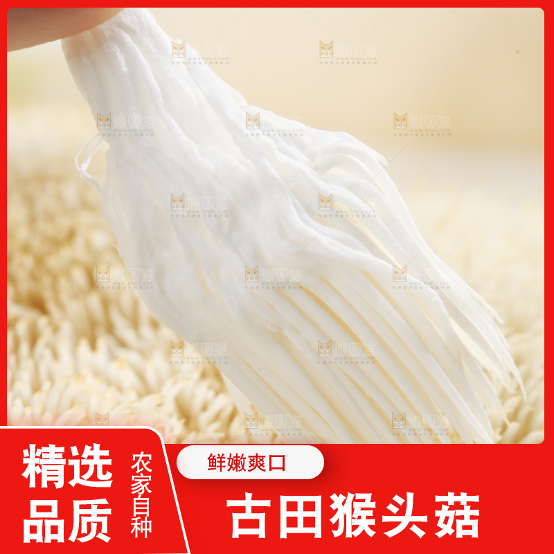 手里拿着新鲜猴头菇