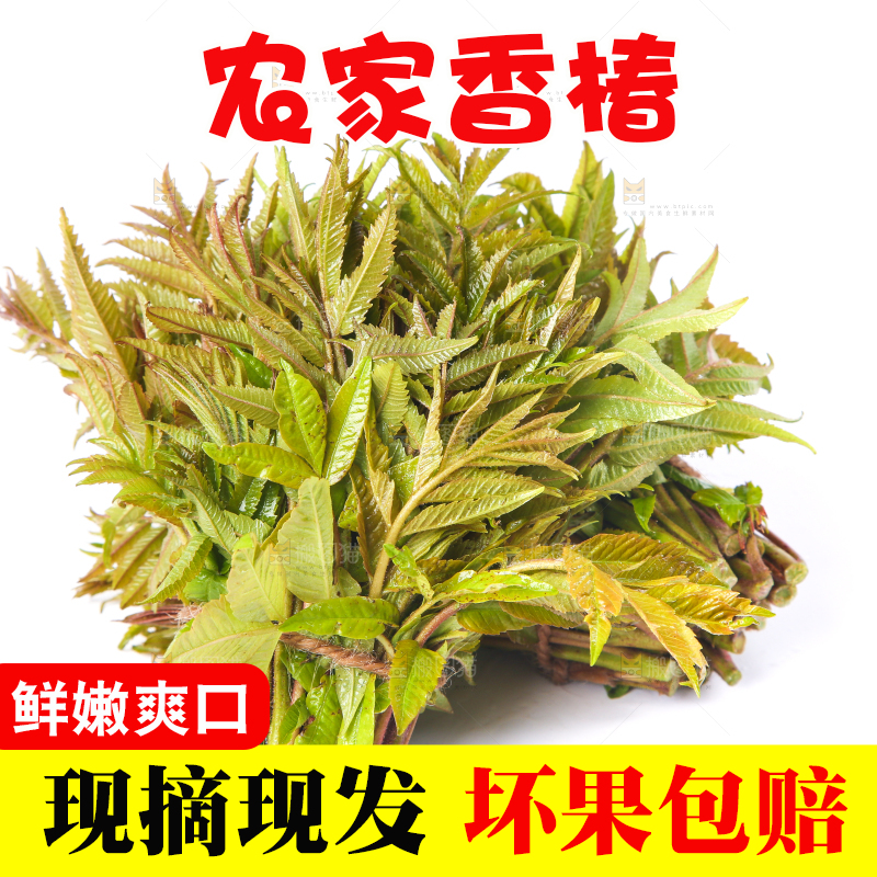 白底上放着野生香椿芽