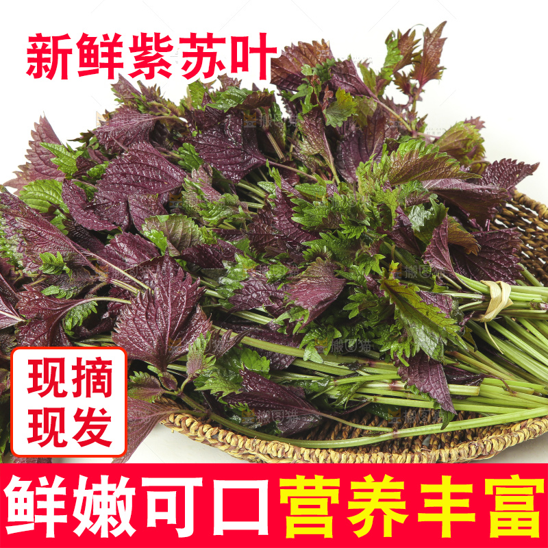 一筐新鲜紫苏叶放在白底上