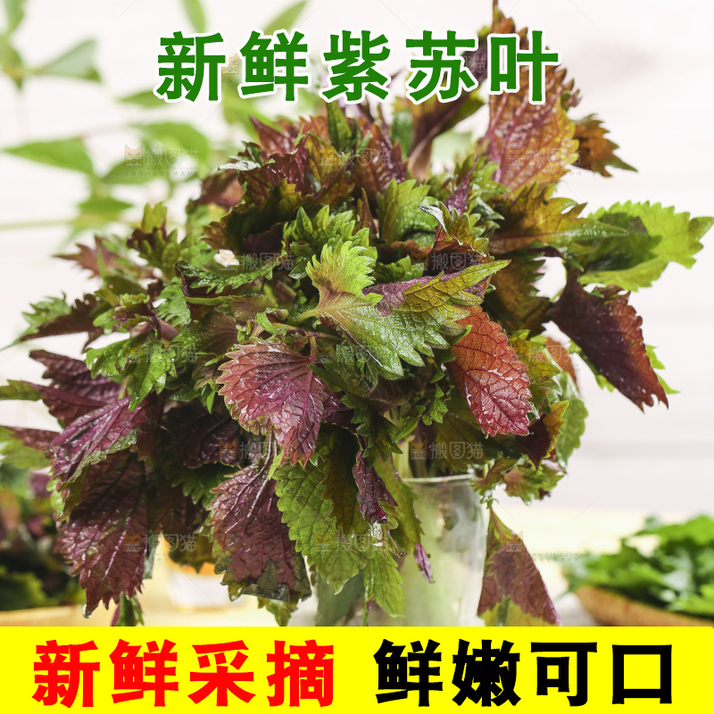 石板上的新鲜苏叶