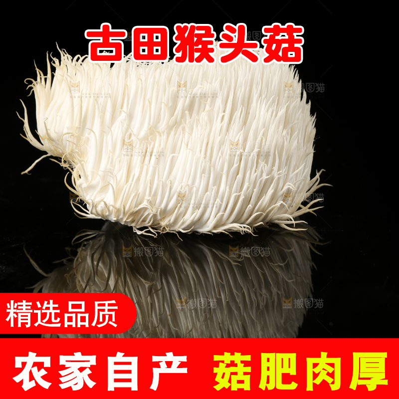 黑石板上的古田猴头菇
