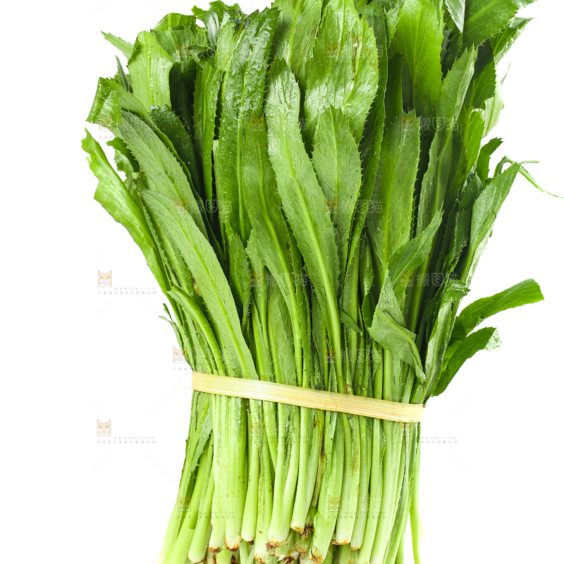 一捆云南大香菜放在白底上
