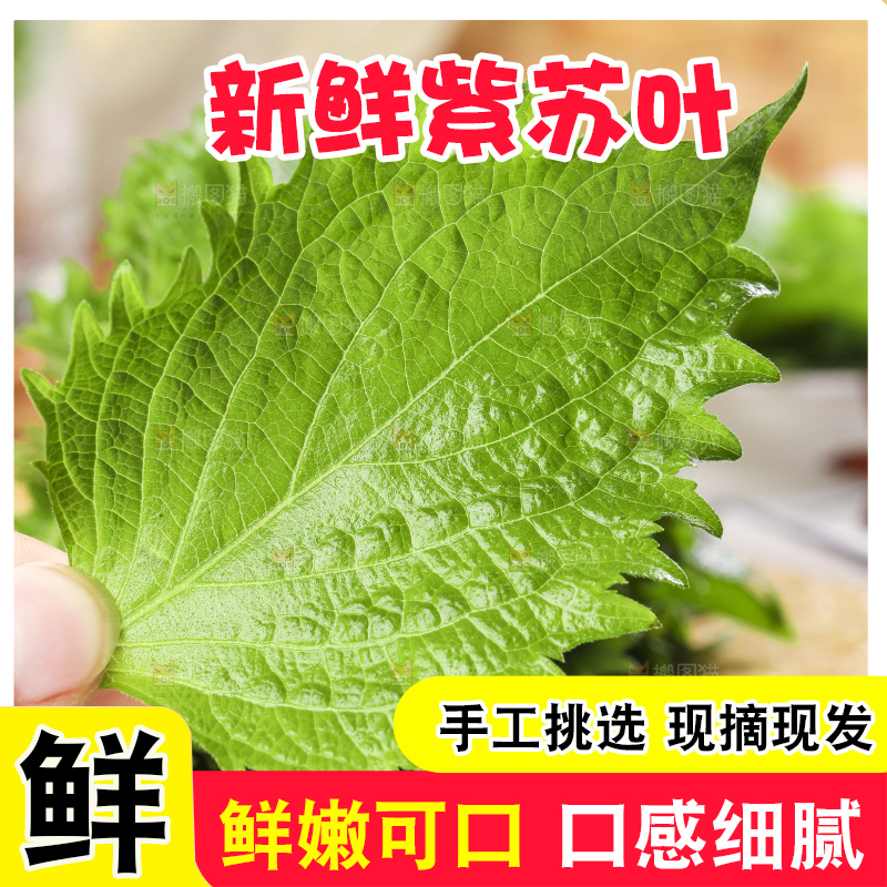 手拿紫苏叶