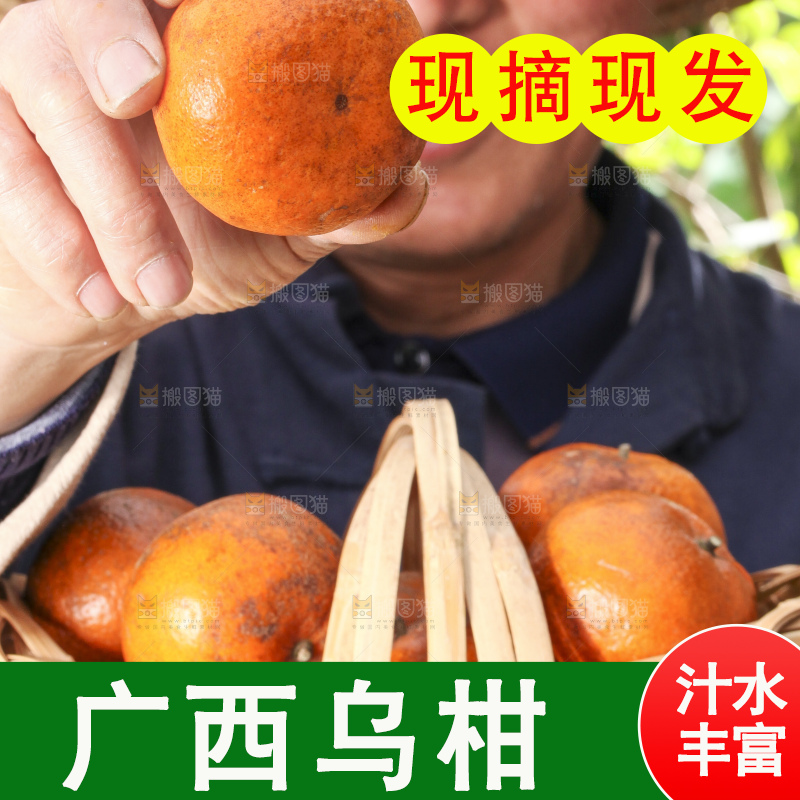 手拿新鲜乌柑