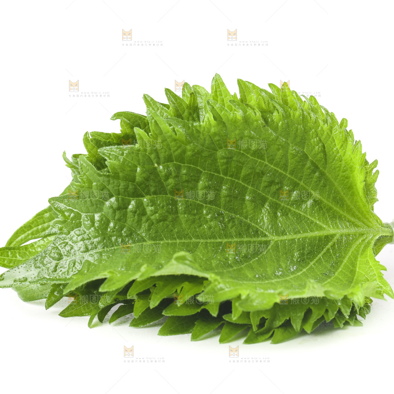 白底上的紫苏叶