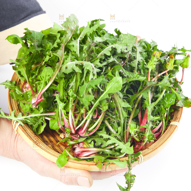 手拿一筐蒲公英