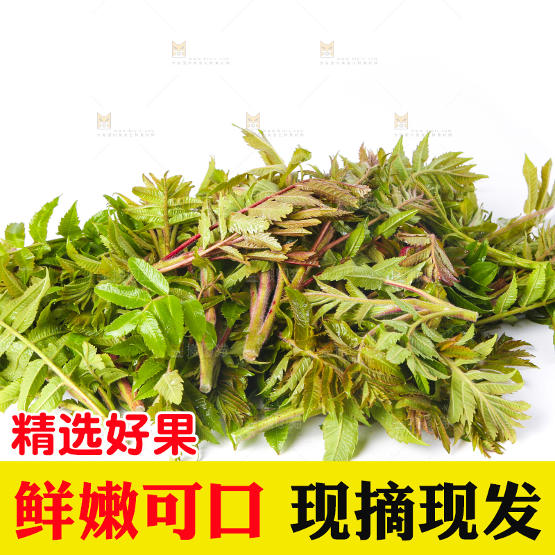 白底上放着红香椿