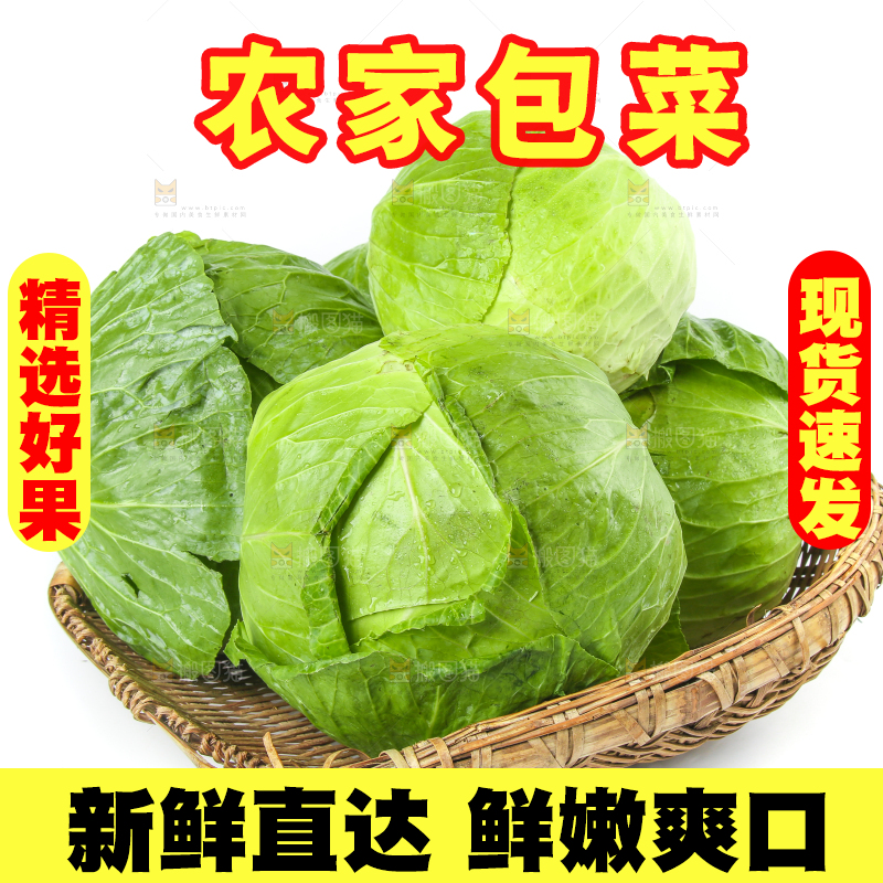 一筐新鲜包心菜放在白底上