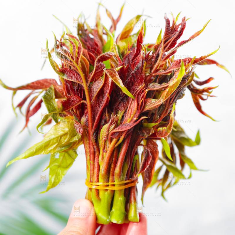 手拿香椿芽