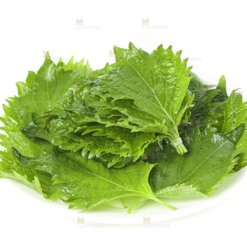 一盘东北苏子叶放在白底上