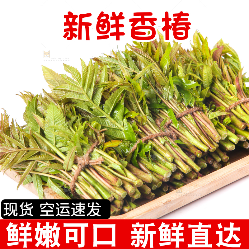 一盘新鲜香椿放在白底上