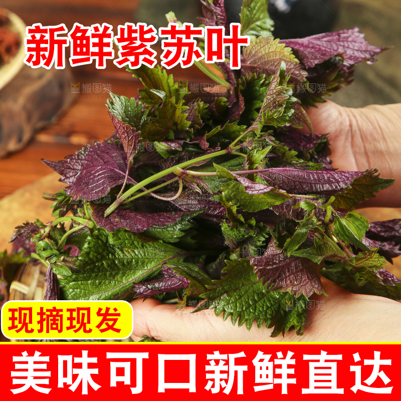 手拿紫苏叶