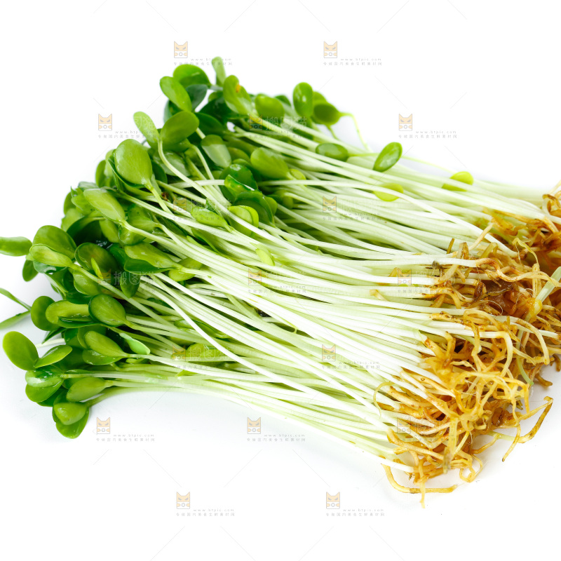 白底上的香椿苗